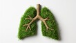 Conceptual illustration of human lungs made from green grass isolated on a white background, illustrating the importance of health care.