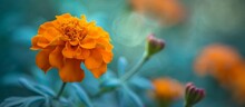 A Close-up Of A Vibrant Orange Marigold Flower Against A Deep Blue Background. This Tagetes Flowering Plant Showcases Intricate Petals And Rich Pollen, Perfect For Macro Photography.