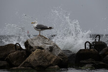 Seagull On The Breakwater