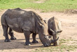 White rhino (Latin: Ceratotherium simum) with her baby in a nature reserve in Zimbabwe. 