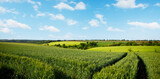 Fototapeta  - Paysage de campagne en France, vue sur les champs et les chemins à travers les prairies au printemps.