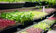 Microgreens on shelves, greenhouses with hydroponic vertical vegetable farms, Organic raw food concept