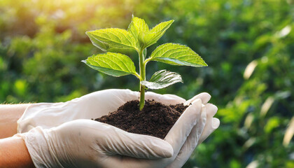 Two hands of the men were holding seedling to be planted.