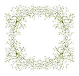 Fototapeta Panele - Gypsophila flowers in a square floral frame isolated on white or transparent background