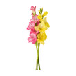Pink yellow gladiolus flower stems isolated on transparent background