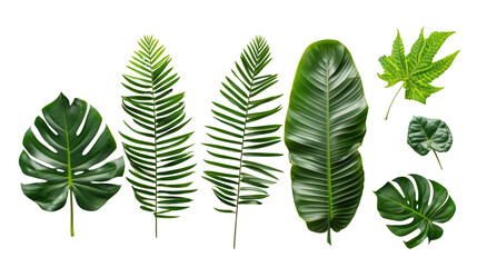 Wall Mural - Set of Tropical leaves isolated on transparent background. Beautiful tropical exotic foliage