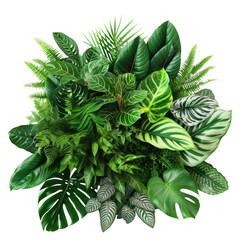 Wall Mural - Set of Tropical leaves isolated on transparent background. Beautiful tropical exotic foliage