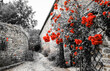 Nostalgic country holidays childhood memories. Red roses bushes near old rural farm house. Brittany, France. Vacation at countryside background. Retro black white red postcard style photo.