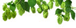 hop cones. Medical plant. Close-up of green ripe hop cones.on transparent, png. Hops cones. beer ingredient
