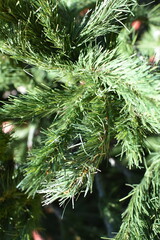 Sticker - Pine Tree