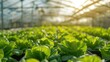 Thriving Lettuce Farm in Sunlight