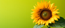 Beautiful Big Sunflower On A Green Background In Spring