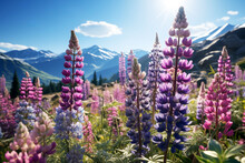Spring Landscape Of Blooming Purple And Pink Lupines In A Meadow With Mountains In The Background