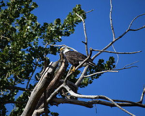 Wall Mural - mature american bald eagle perched on a bare branch in a tree with bright blue sky in the background
