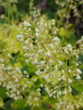 Zbliżenie na białe kwiaty rośliny z gatunku Heuchera