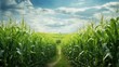 farming regenerative corn fields