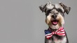 © Maryna - cheerful Miniature Schnauzer wear bow tie on neck ,  clean bright background, free copy space on the right