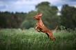 A beautiful Hungarian Vizsla dog runs across the field