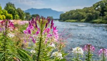 Cleome Hassleriana Commonly Known As Spider Flower Growing Next To A River