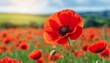 banner with red poppy flower field symbol for remembrance memorial anzac day