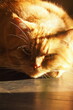 Wielki rudy kot pod słonecznym światłem