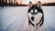 siberian husky, dog at dawn, purebred dog in nature, happy dog, beautiful dog