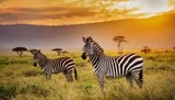 Fototapeta Konie - zebras in the african savanna at sunset serengeti national park tanzania africa