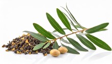 Tea Tree Melaleuca Twig With Dried Leaves And Seeds Isolated On White Background