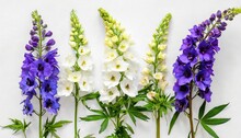 Collection Bouquet Delphinium Flower Isolated On White Background Flat Lay Top View Floral Pattern Object Nature Concept