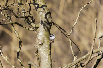 Wall Mural - A long-tailed tit sits on a branch in the forest near Siebenbrunn in spring