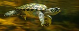 Fototapeta Big Ben - Hawksbill turtle swimming underwater, critically endangered species