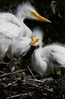 Alert baby Great Egrets in nest in vertical format at rookery in St. Augustine, Florida, United States