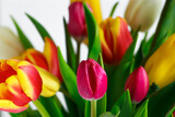 Fototapeta Tulipany - Tulip bud close up. Fresh spring flower. Springtime symbol.