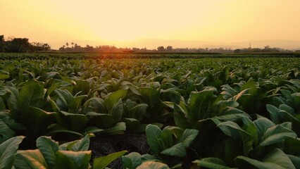 Wall Mural - Aerial view of a tobacco plantation landscape in the Thai countryside at evening, tobacco or Nicotiana tabacum plants used as raw materials in cigarette manufacturing, from a drone point of view