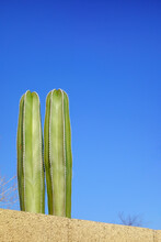 A Pair Of Mature Mexican Fencepost Cactus Columns Braided With Ivory Colored Ribs, Pachycereus Marginatus, Sticking Above Block Fence Against Clear Blue Sky; Copy Space
