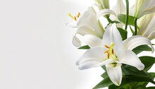 White Lily Flowers Banner. White Lily Flower On White Background. Floral Wedding Card, Celebration, Invitation, Farewell Greeting, Condolence.