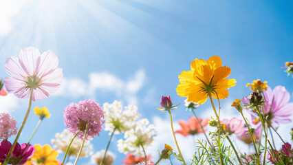 Poster - Spring meadow with colorful flowers against sunny blue sky. Nature background.