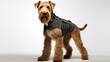 dog, Airedale Terrier in police uniform