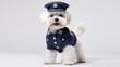 dog, Maltese in police uniform