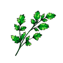 Sticker - top parsley sketch hand drawn vector