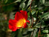 Fototapeta Tulipany - Colorful red rose, beauty nature red flower on green field