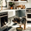 Cute yorkshire terrier eating dry food in kitchen at home