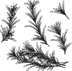 Canvas Print - rosemary set sketch hand drawn vector