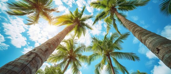 Sticker - Beautiful tropical palm trees standing tall and lush against the vibrant blue sky