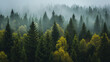 Panorama of a coniferous forest