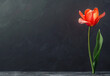 spring easter Template with Tulip Flower red on black background big empty space Memo Note minimalistic
