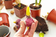 Man is planting spring flowering hyacinth bulbs. Planting of flower bulbs hyacinths, tulip, crocus, daffodils in pot