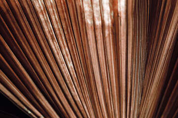 Brown texture of banana palm tree leaf. Close up nature background Striped lines on palm leaves as abstract texture backdrop, natural aesthetic botanical photo pattern of tropical foliage