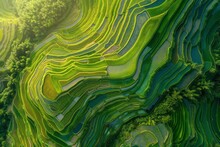 Bird's-eye View Of Rice Fields, Dreamlike Landscape Of Rice Cultivation, Lush Asian Fields And Plantations. Generative AI