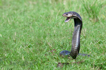 Wall Mural - Naja sputatrix defensive positionon on the green grass, Javanese cobra snake closeup in a defensive position, Naja sputatrix spits out its venom in a defensive position